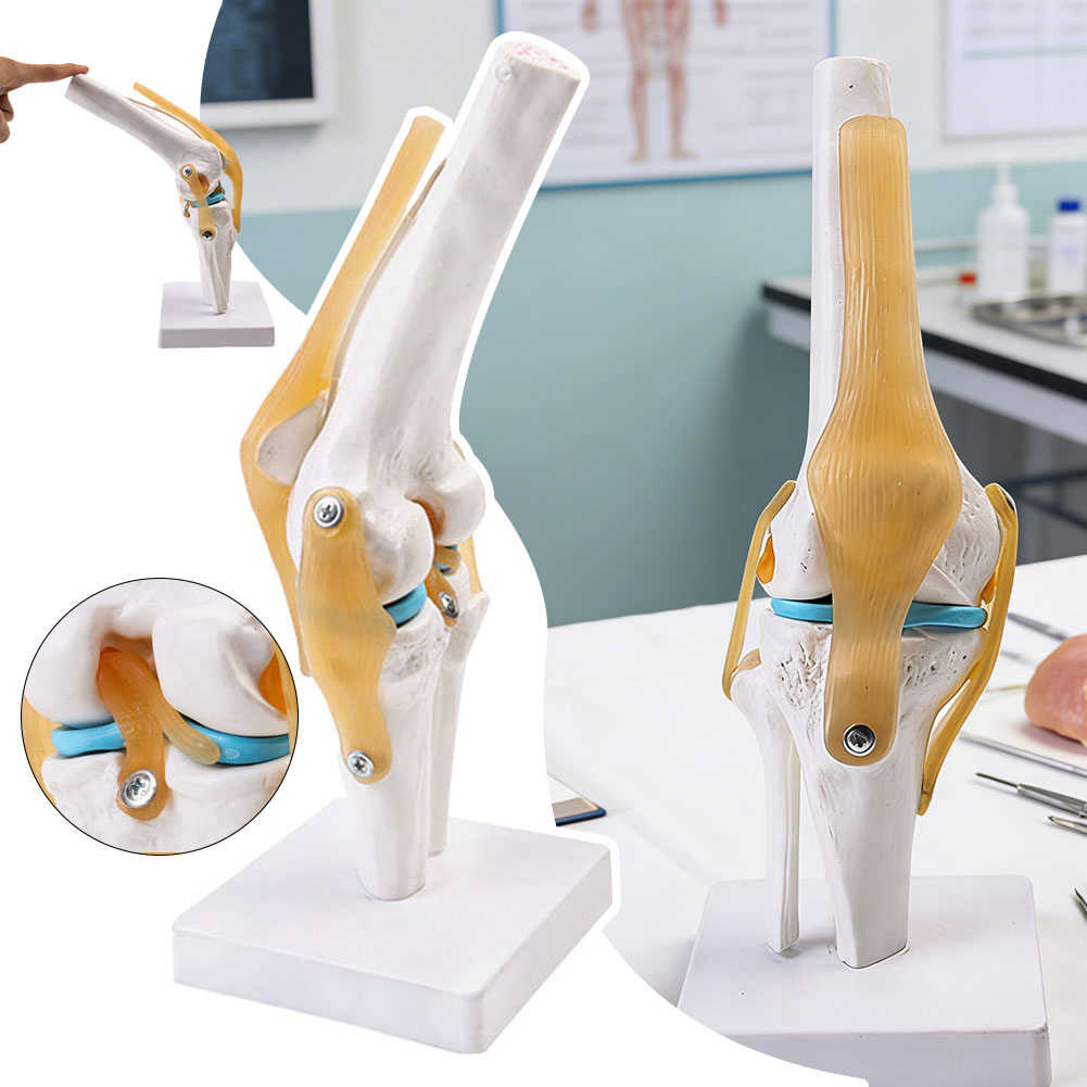 Modèle médical anatomique d'ar - Science Hobbyist avis et prix